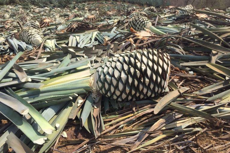 Culiacán se abre también al cultivo de agave y buscan producir mezcal