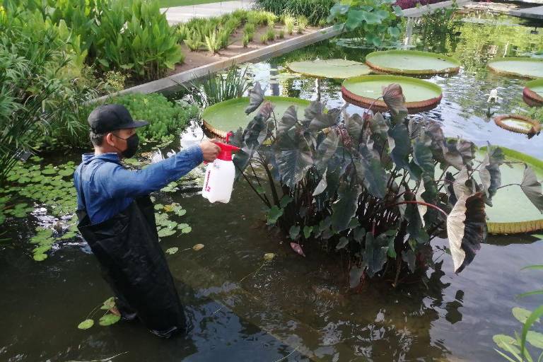 Promueven la sanidad vegetal del Jardín Botánico Culiacán y el Parque Ecológico