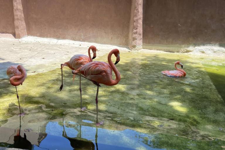 Viven un verano en contacto con el reino animal en el Zoológico de Culiacán