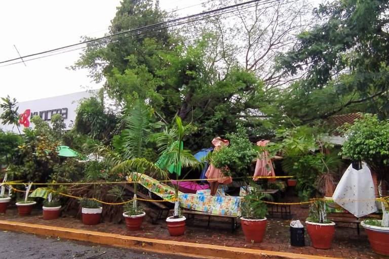 Vientos derriban gran árbol sobre Carnitas ‘El Bigotes’, en Mazatlán