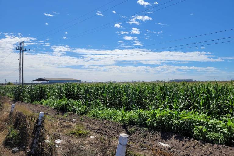 Prematuro, pronosticar próximo ciclo agrícola por persistencia de lluvias, señala AARC