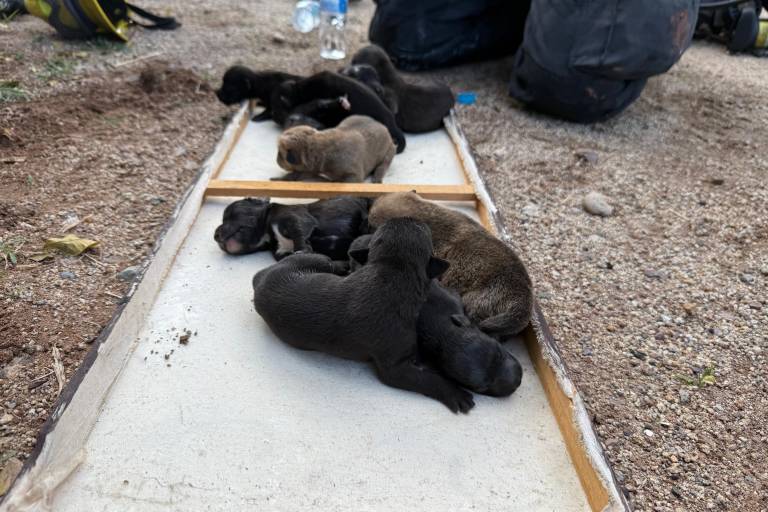 Rescatan a 10 cachorros atrapados en casa baleada e incendiada en Culiacán