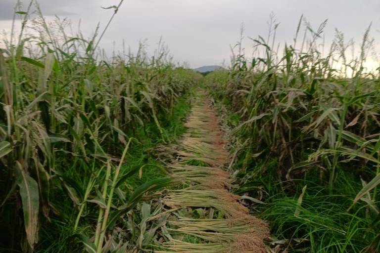 Conservan poblados Rosario proceso artesanal para elaborar escobas