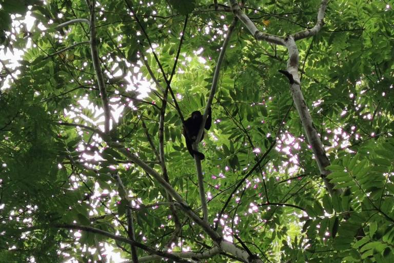 Día Internacional de los Bosques: 3 proyectos para recuperar y conservar zonas forestales en Latinoamérica