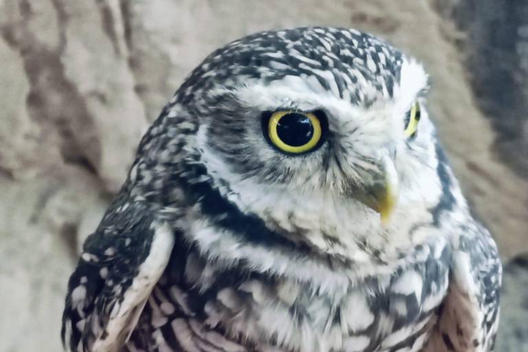 ‘Hércules’, el tecolote llanero, cautiva en el Gran Acuario Mazatlán Mar de Cortés