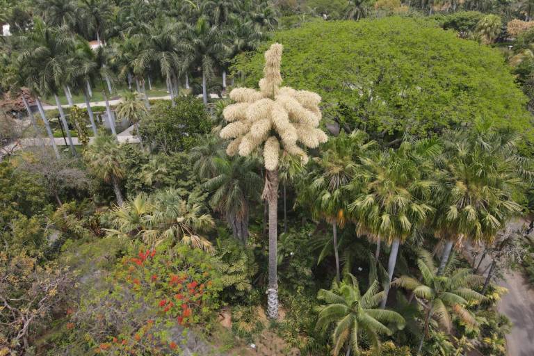 Tras 40 años, palma Talipot florece en Culiacán; es la primera en todo México