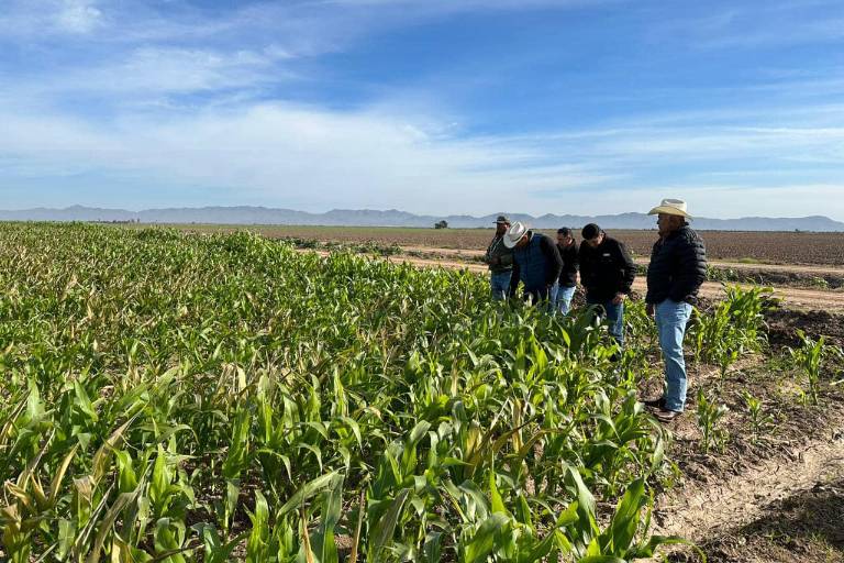 Cesavesin amplía hasta el 20 de febrero solicitudes de permisos de siembra en Sinaloa