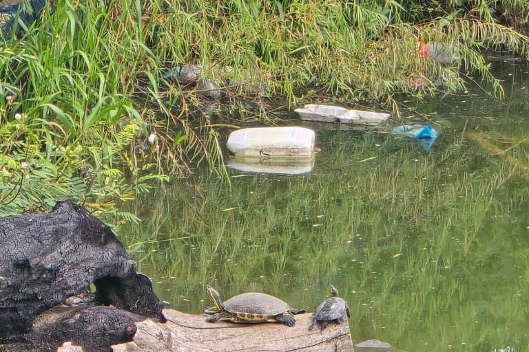 Lluvias arrastran basura a la Laguna del Iguanero, en Rosario