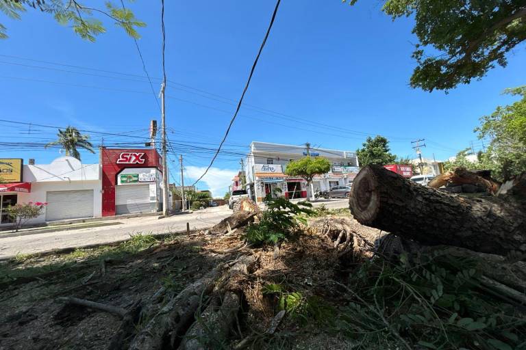 Cierran circulación en la Avenida Bicentenario tras derribo de árbol y cableado eléctrico por un camión de carga
