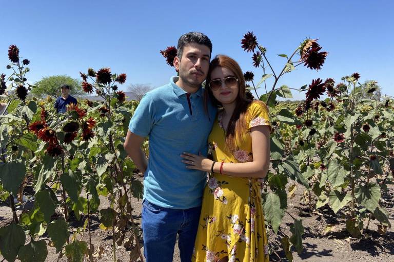 Florecen girasoles en Mocorito