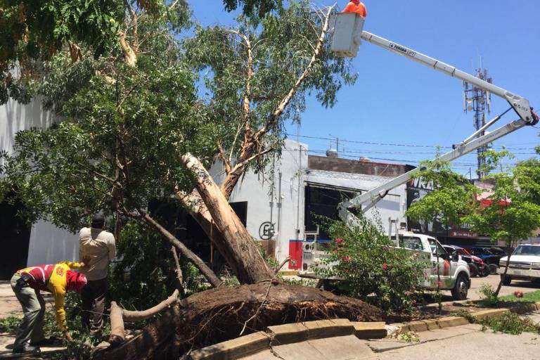 En Culiacán, recuento final tras lluvias de miércoles dio como resultado más de 40 reportes de árboles caídos atendidos
