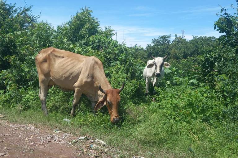 Mueren más de 100 reses en Escuinapa debido al paso de ‘Nora’