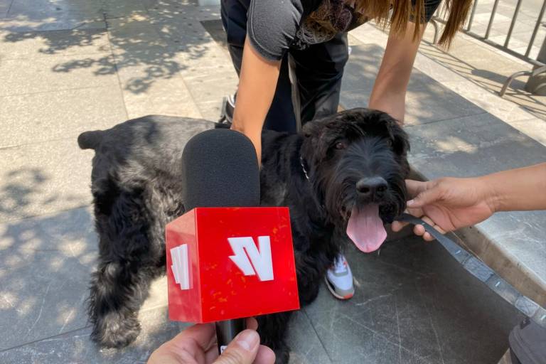 ’Rocky’ subió de peso y hasta de colesterol, pero ya disfruta como siempre: juguetón e inquieto