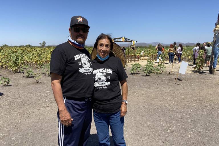 Florecen girasoles en Mocorito