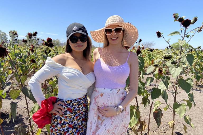 Florecen girasoles en Mocorito