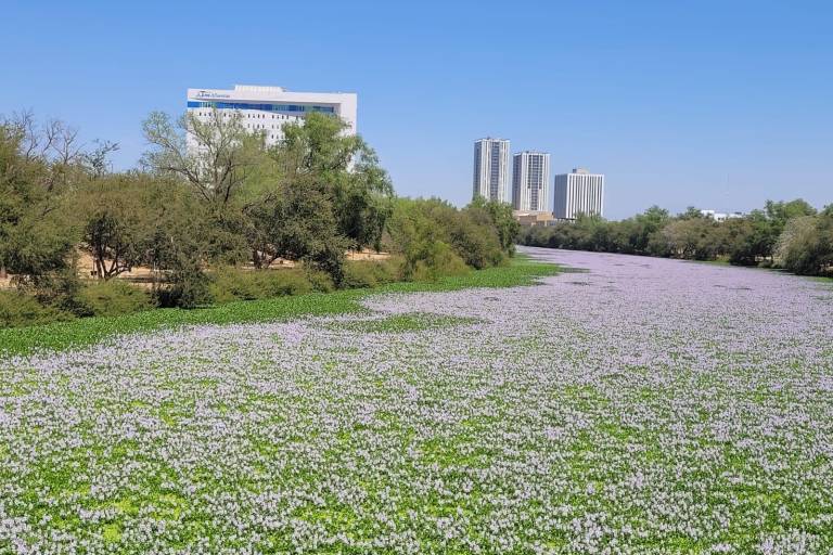 El río Humaya está repleto de plaga de lirio acuático, pese a acciones de remoción del Ayuntamiento