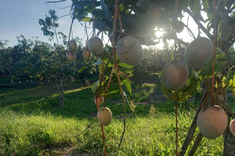 Lluvias podrían hacer aumentar las tallas del mango en Escuinapa