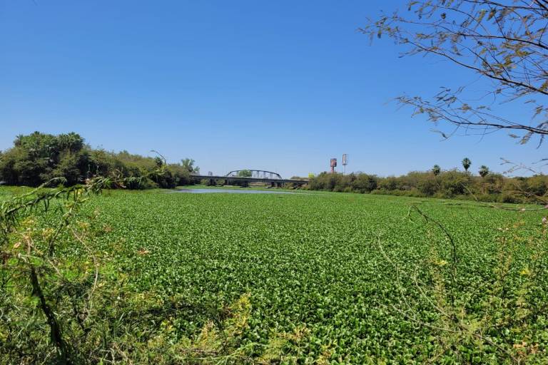 Los ríos de Culiacán deben dragarse porque la plaga ya se enraizó, señala Protección Civil