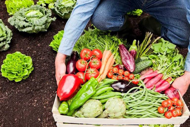 Productores agrícolas buscan creación de comité de políticas agropecuarias