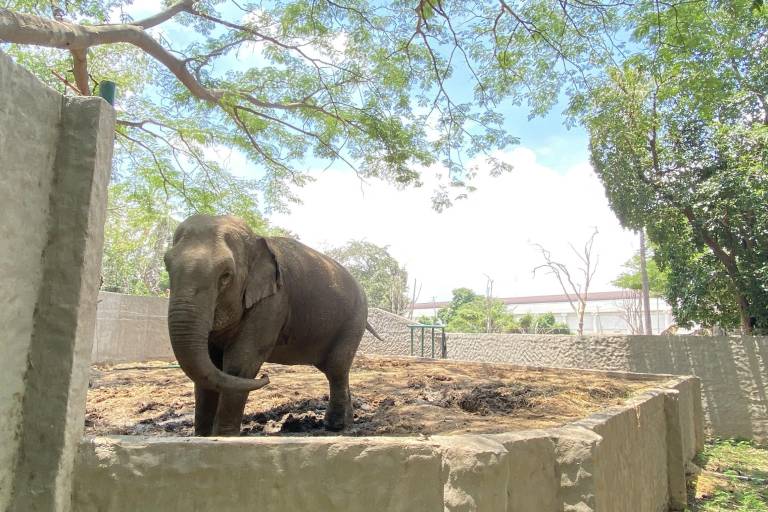 Viven un verano en contacto con el reino animal en el Zoológico de Culiacán