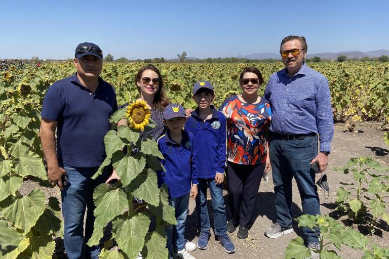 Florecen girasoles en Mocorito