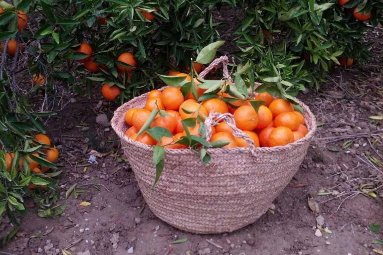 Postres artesanales para que no falten en casa