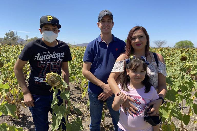 Florecen girasoles en Mocorito