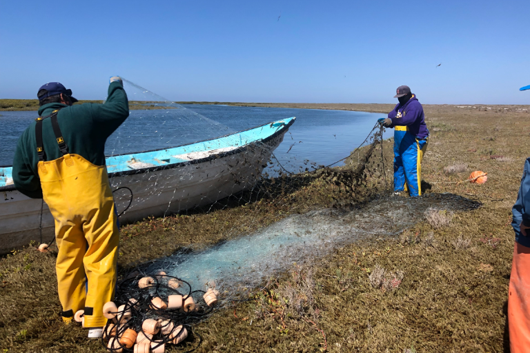 Buscan combatir la pesca incidental de especies marinas a través de la pesca sustentable