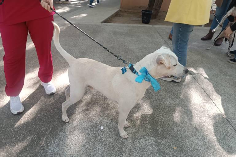 Siete mascotas encuentran un nuevo hogar gracias a la campaña Huellitas del Bienestar