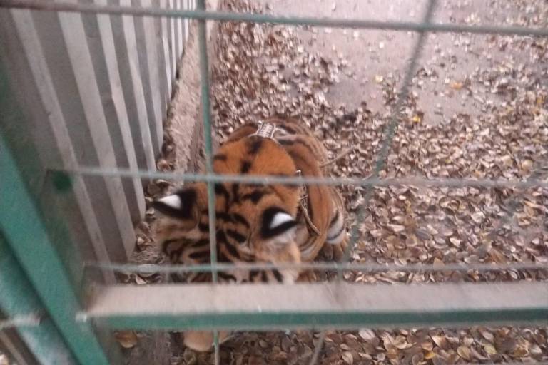 Se suma tigre a los más de 500 rescates del Zoológico de Culiacán
