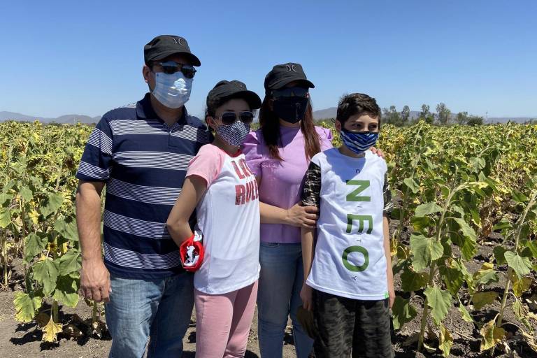 Florecen girasoles en Mocorito