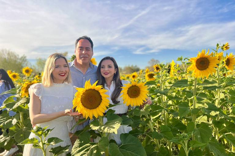 Llega la primavera al campo de girasoles en Mocorito; abren visitas