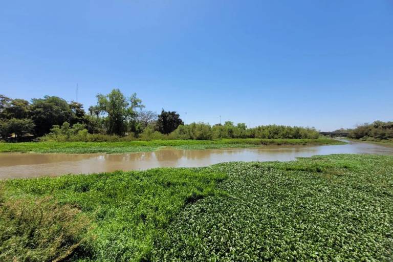 La Ola Verde recogerá lirio acuático del río Humaya este sábado