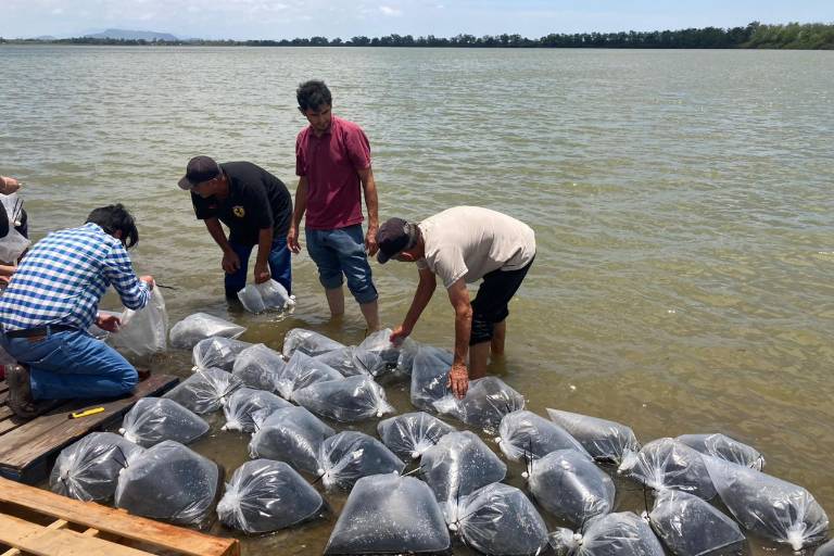 Gobierno de Culiacán arranca ‘Programa de repoblamiento de alevines en los embalses del municipio’