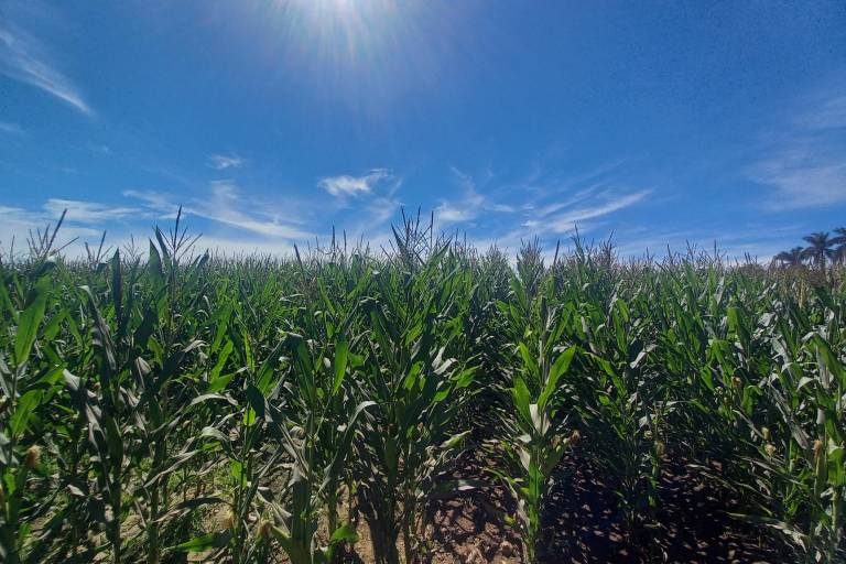 Maíz almacenado cuesta $4.7 millones diarios al Gobierno de Sinaloa y no hay certeza de cuándo saldrá