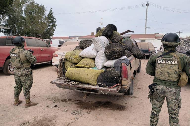 Decomisan 2 toneladas de almeja catarina viva, en 40 costales, en BCS