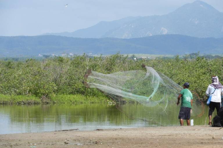 Advierten daños a Marismas Nacionales en Escuinapa por actividad acuícola e industria del mango
