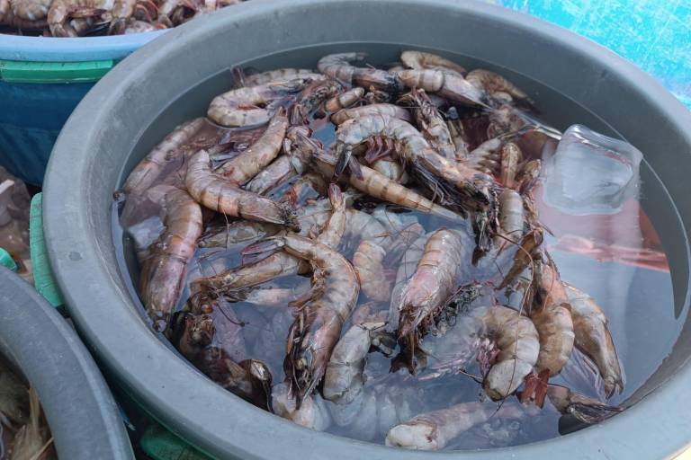 Mejora la venta de camarón con las ‘changueras’, pero sin compararse al año pasado, señalan comerciantes