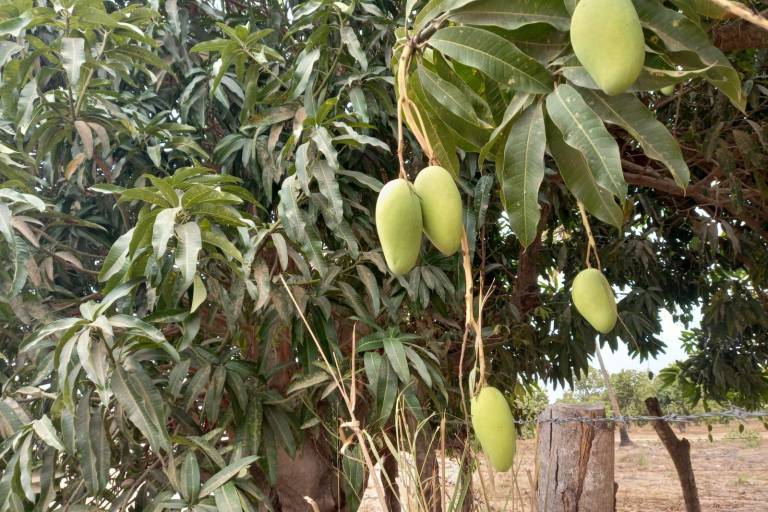 Califican como mala la temporada de mango en Escuinapa