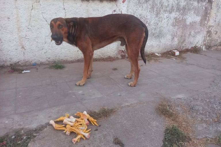 En Escuinapa, un perro es arropado por comerciantes del Centro al morir su dueño