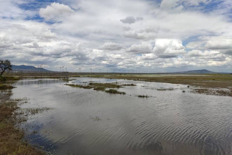 Lago de Texcoco, el área protegida emblema del sexenio entre esfuerzos y atropellos