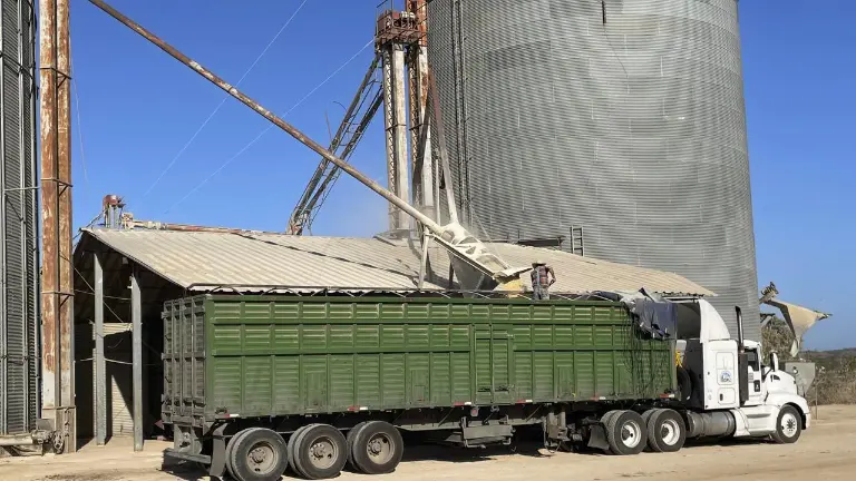 Autoridades y productores acordaron iniciar el registro y contratos para la comercialización de la cosecha de maíz en Sinaloa.