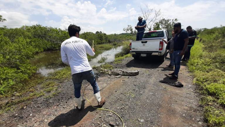 Liberan a cocodrilo rescatado de las playas de Mazatlán
