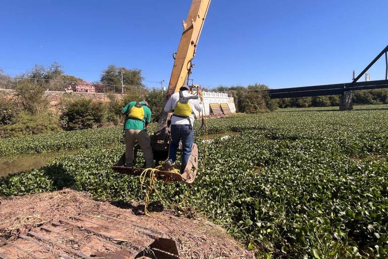A diario, el Ayuntamiento de Culiacán saca 200 góndolas de lirio acuático de los ríos