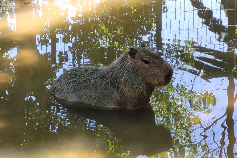 Regidor de Culiacán repite discurso tras la desaparición de animales en el Zoológico
