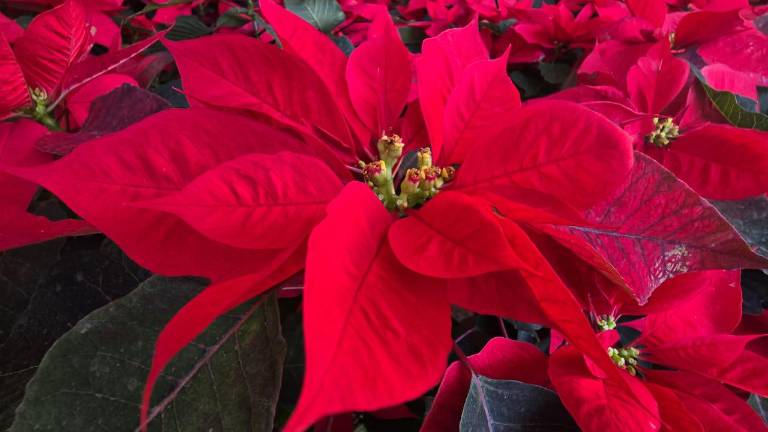 Comerciantes reportan caída de hasta 50% en comparación con otros años.