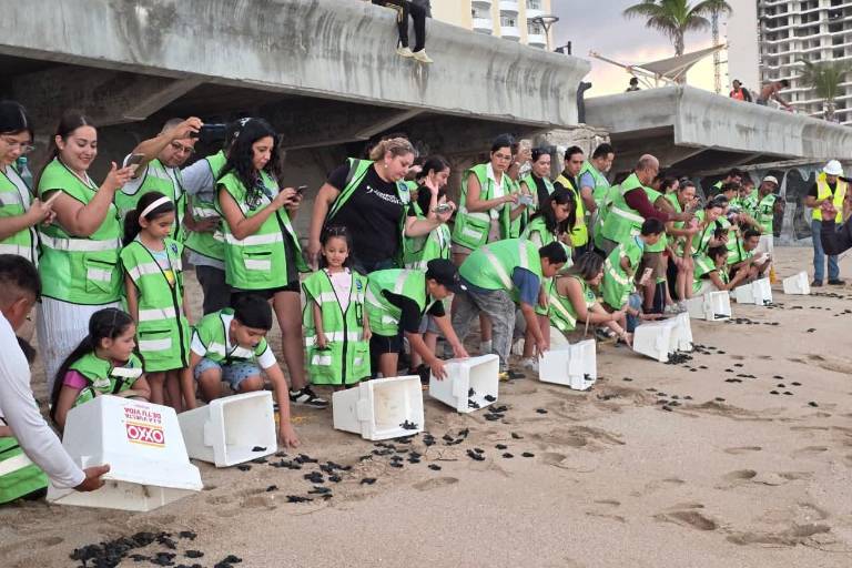 Promueven cuidar el medio ambiente y el turismo sostenible liberando tortugas en Mazatlán
