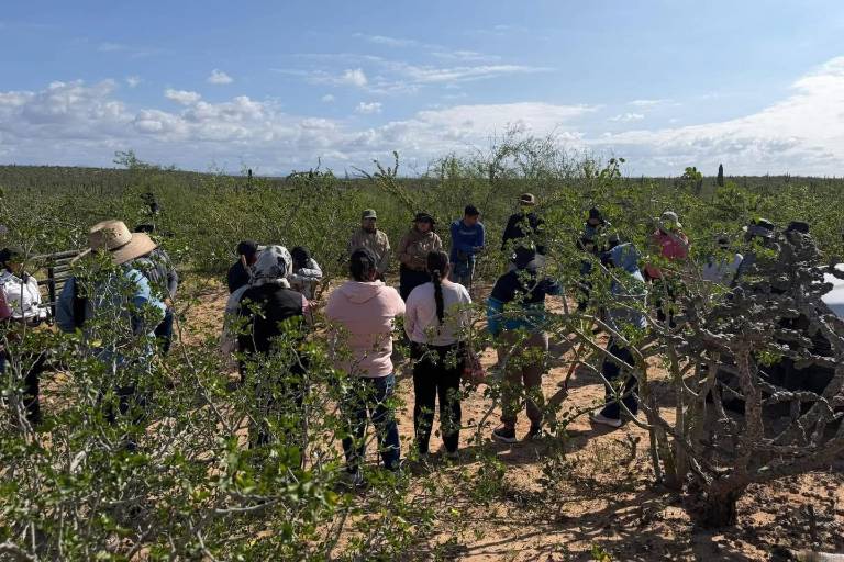 Localizan cinco fosas clandestinas con segmentos humanos en Comondú, Baja California Sur