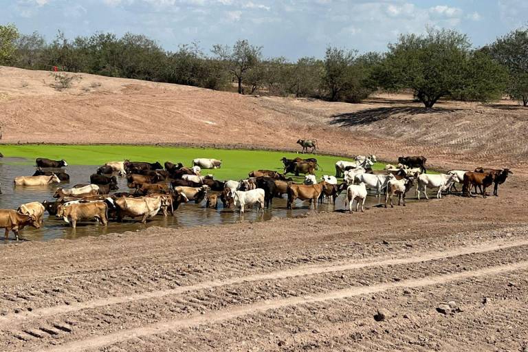 Sinaloa tiene condiciones para recuperar estatus zoosanitario; ‘estamos libres de enfermedades’: UGRS