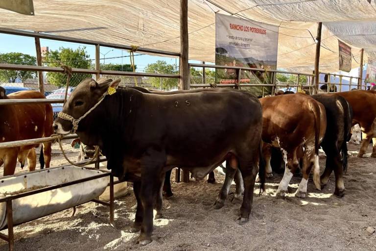 Todo listo para la Feria Regional Ganadera Elota 2025